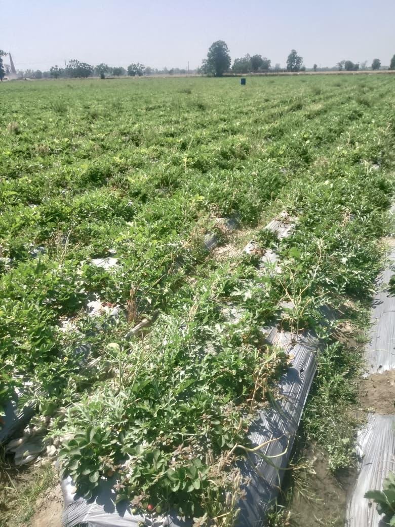 A green field farmed by one of the families Eclipsion works with
