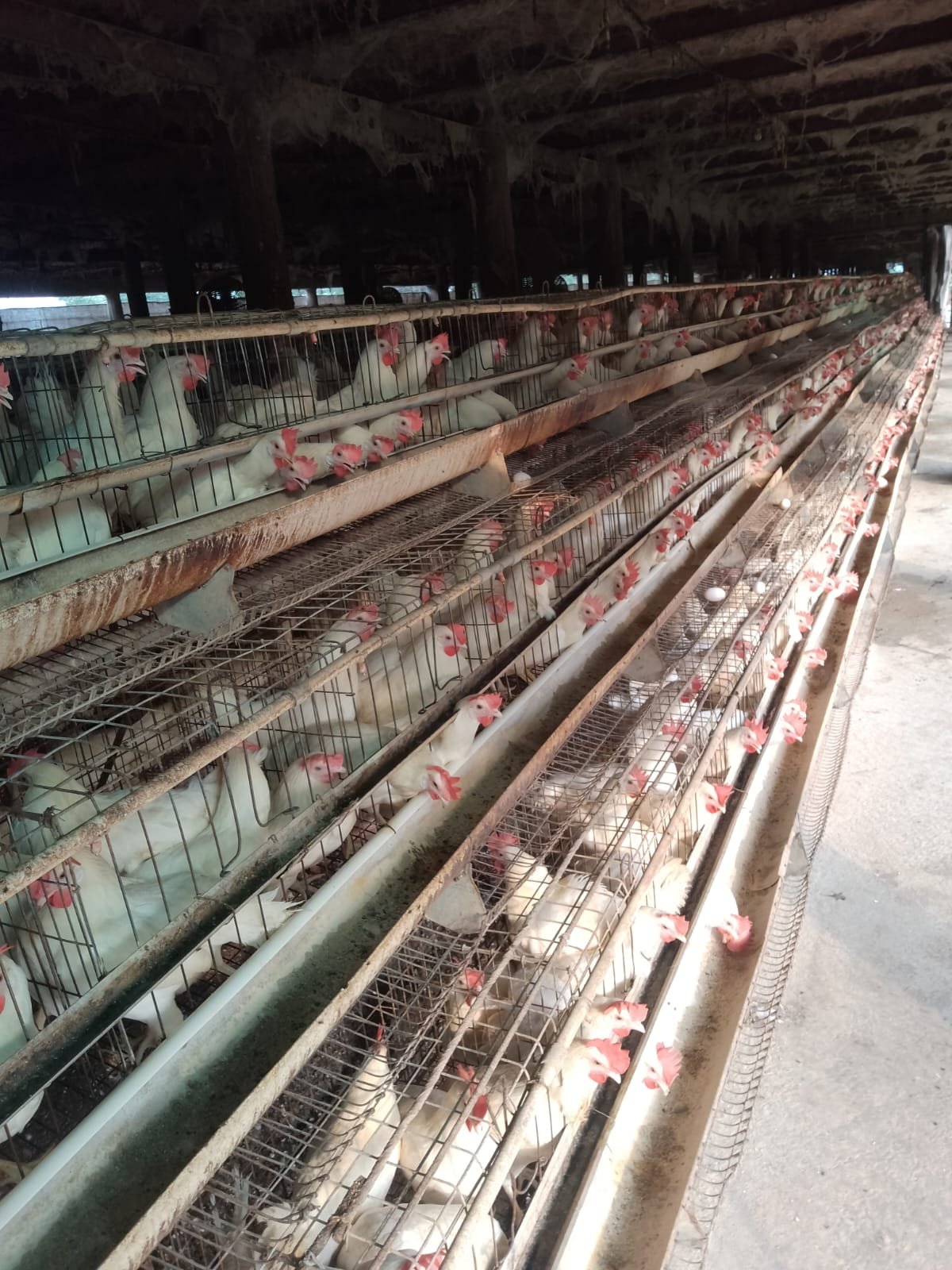 Inside a poultry farm supported by Eclipsion